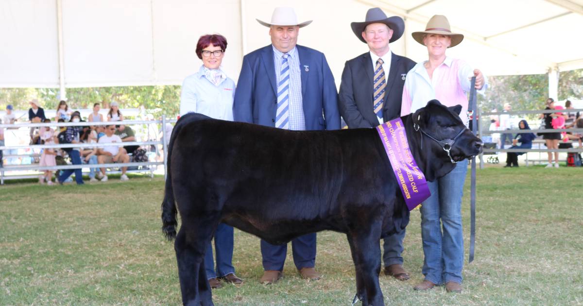 Bandeeka Blacks black Simmental stud, Boyanup, wins junior interbreed calf award at the 2022 Perth Royal Show | Farm Weekly