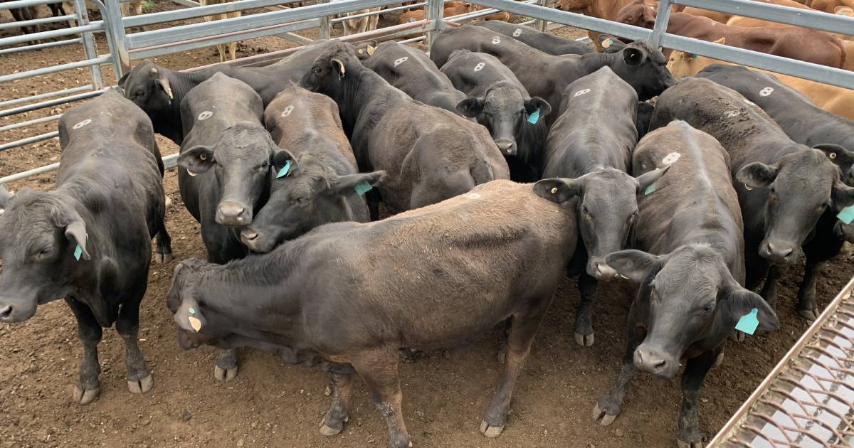 Limo cross cows and calves make $3400/head at Toogoolawah