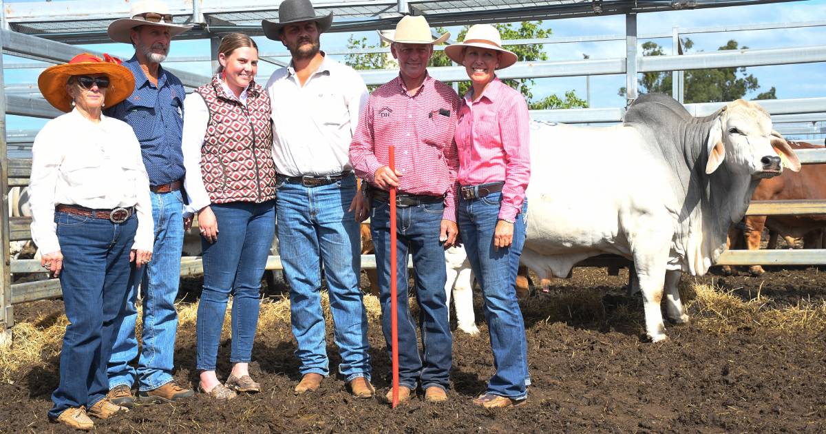 NT stud pays buys up big at Rockhampton Brahman Week Sale