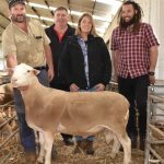 Heavy, finished bullocks sell to 402c at Emerald