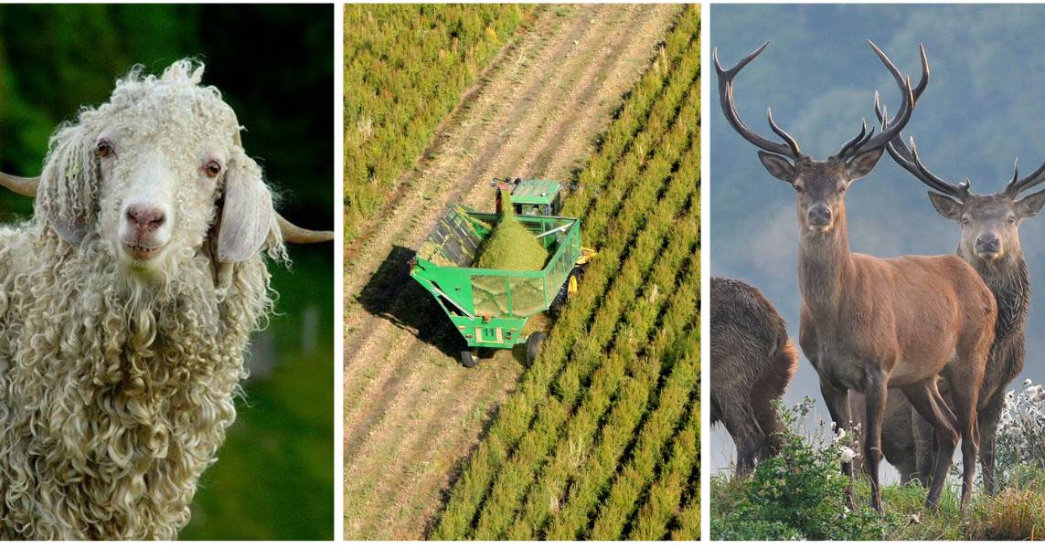 Emerging ag industries: Goat fibre, deer and tea tree oil