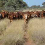 Gunnedah farmer Sam Conway takes home prestigious Rabobank award