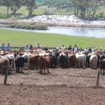 Shorthorn stalwart Lester Job recognised for breed contribution