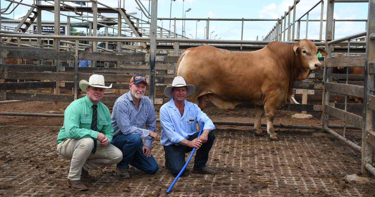 NSW stud secures top price at Roma Droughtmaster Sale