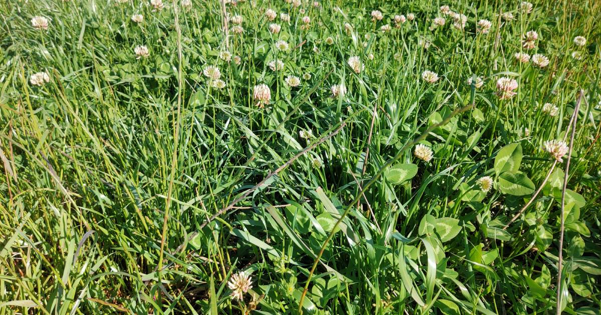 Legumes to boost pastures for next autumn sowing