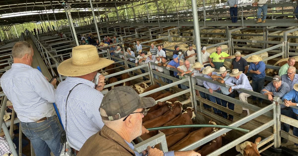 Close race between lead livestock selling centres when it comes to cattle