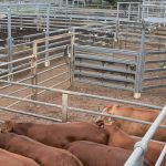 Tug-of-war with beef supply and demand