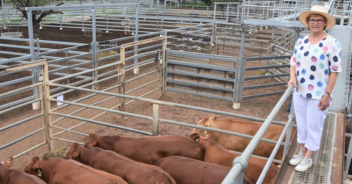 Simmental cross bullocks return $3263/head at Clermont Beef Expo Sale | Queensland Country Life