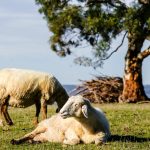 Weekly rainfall update + rain outlook 5 October 2022