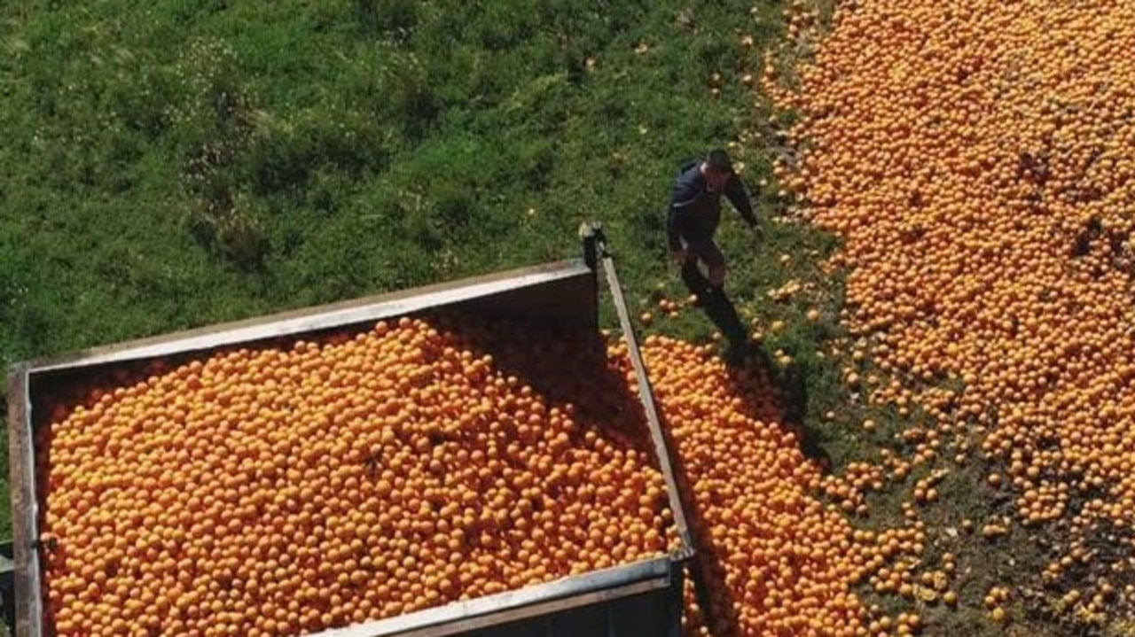 Aussie farmers lament the huge waste of fruits because they are “slightly unattractive”