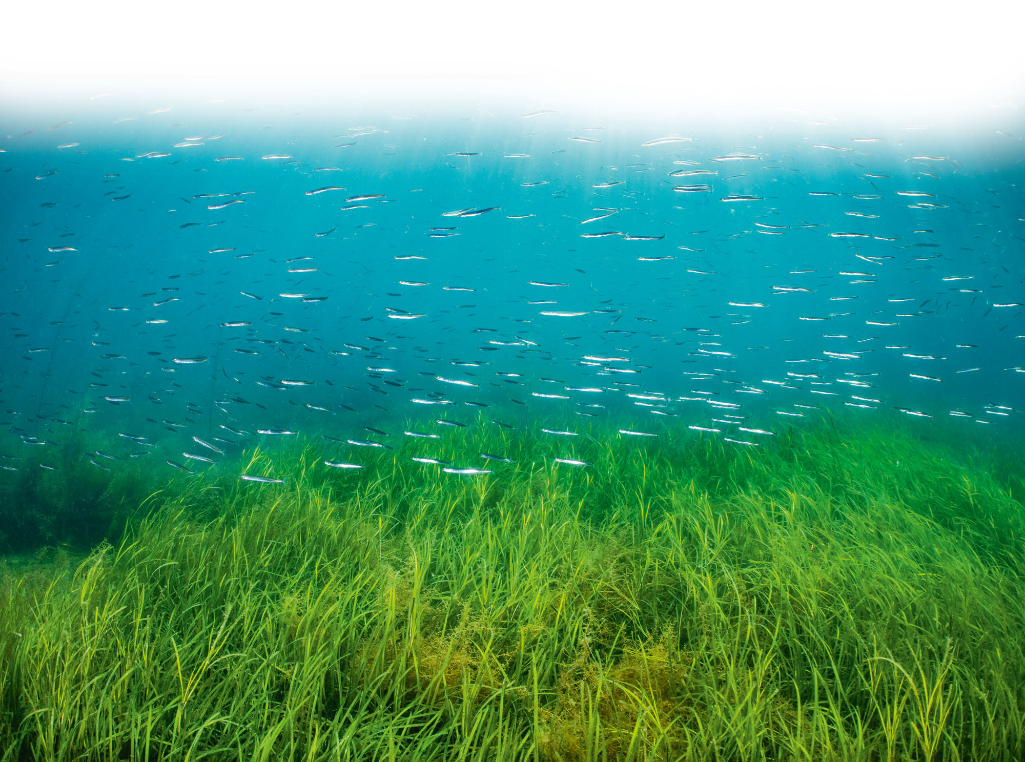 The seagrass meadows that lie beneath the waters of Britain are ‘one of the most valuable and biodiverse habitats on the planet’