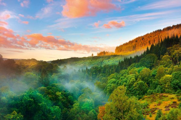 The Woodland Trust at 50: How a car nut with a yellow Ferrari helped save the trees of Britain