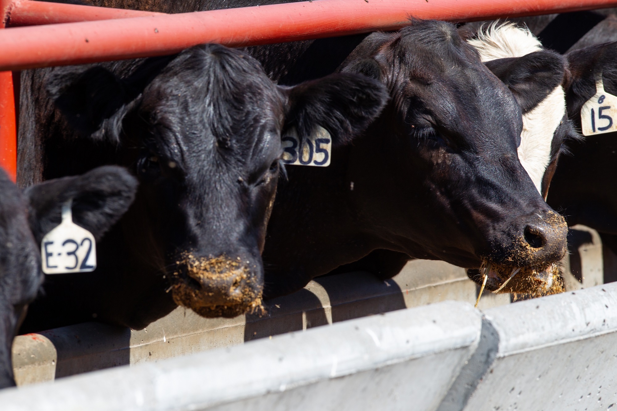 Purina fermentation product supports feed efficiency in feedlot cattle