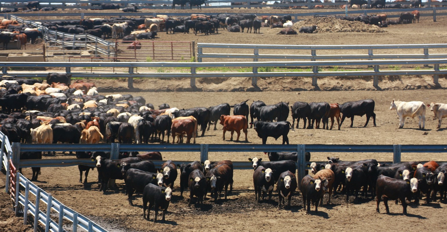 Groups sue EPA over delayed CAFO actions