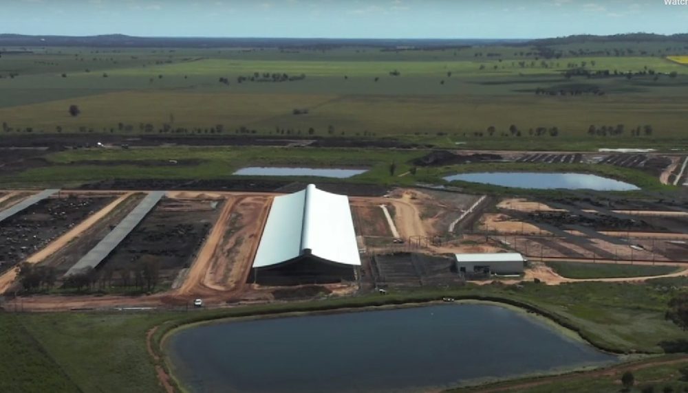 Shedding option being explored in trial at Teys Charlton feedlot