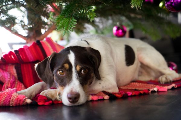 How to help your dog cope with Christmas