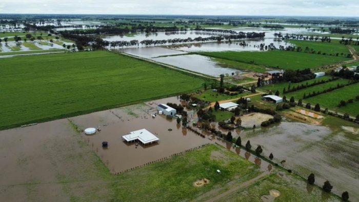 Flooding rains forcing cattle movement in Southern NSW and Vic