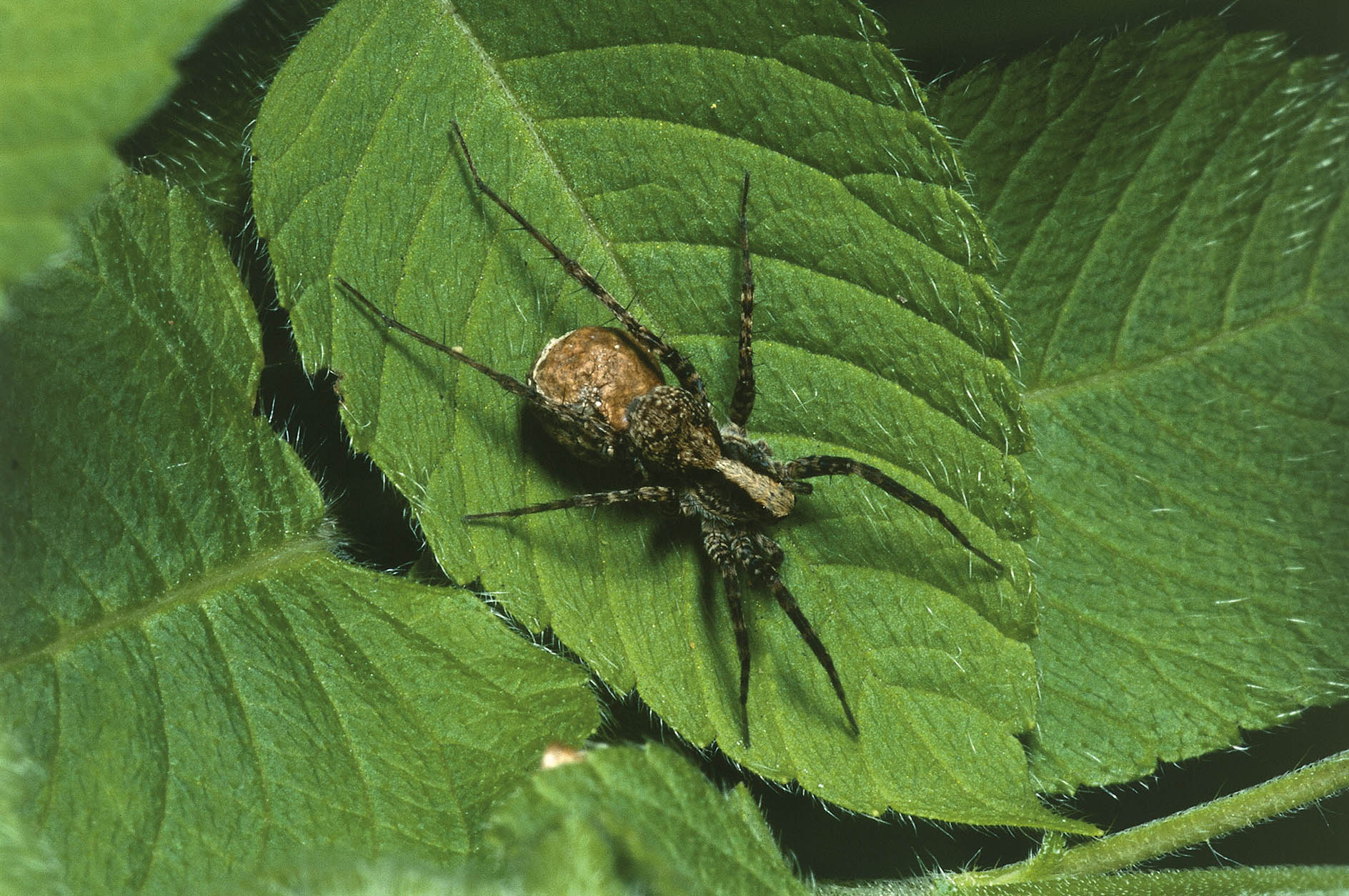 The 10 spiders you’ll find in the houses and gardens of Britain this Autumn