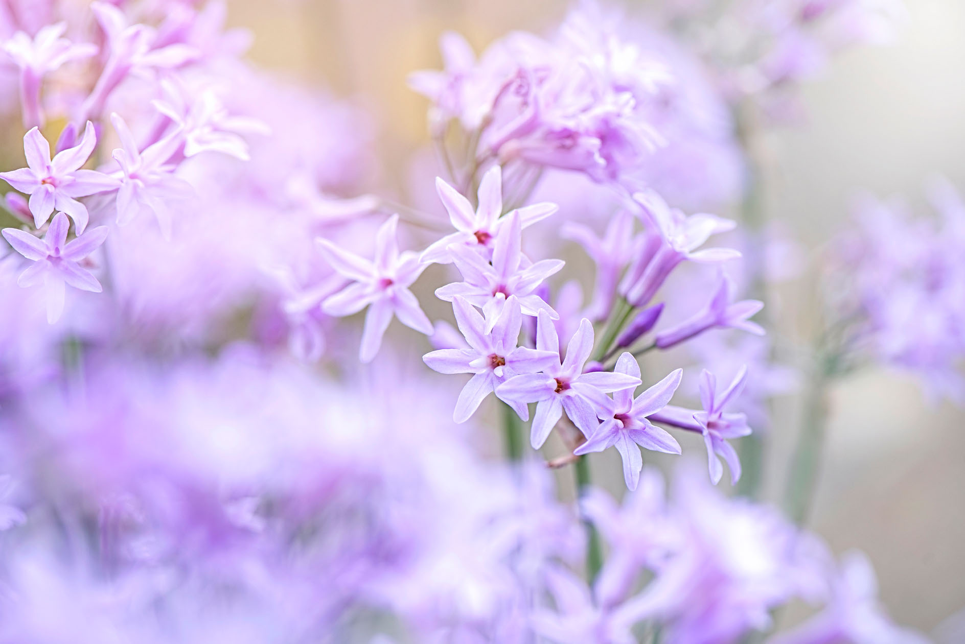 How to grow tulbaghia in a British country garden