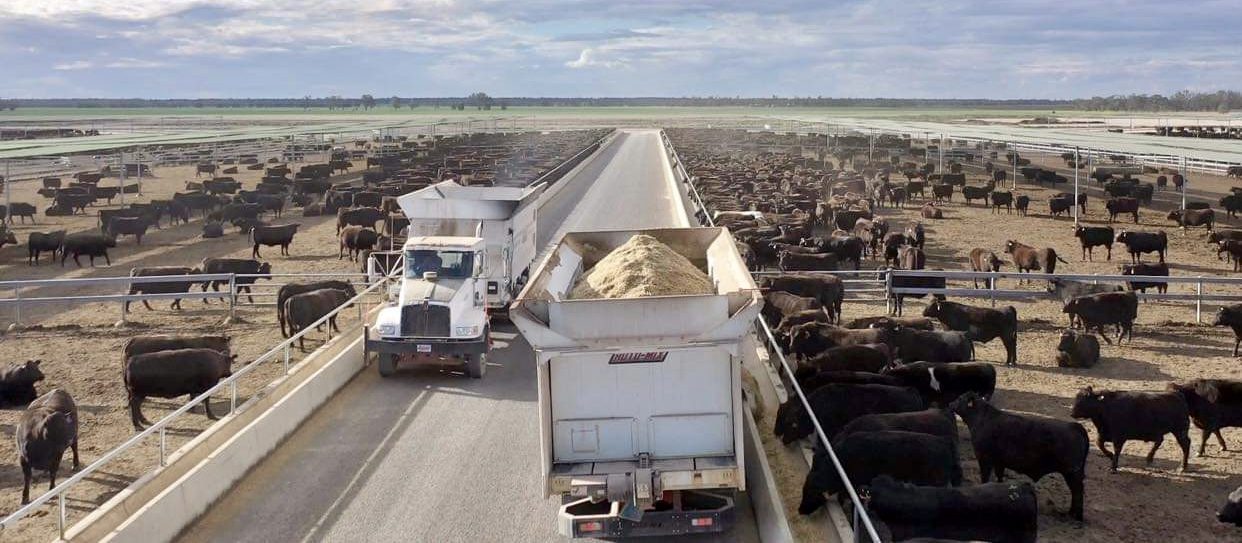 Wagyu big driver in new wave of Australian feedlot expansion