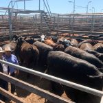 Weaner steers under 200kg sell for 750c/kg at Roma store sale | Queensland Country Life