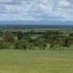 Blyth Merinos supported by return buyers