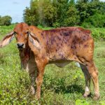 Simmental named Norman Hotel's Best Breed