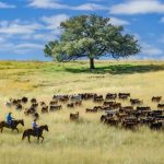 Sporting opportunity with quality cattle country