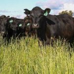 Snails discovered in wheat crop