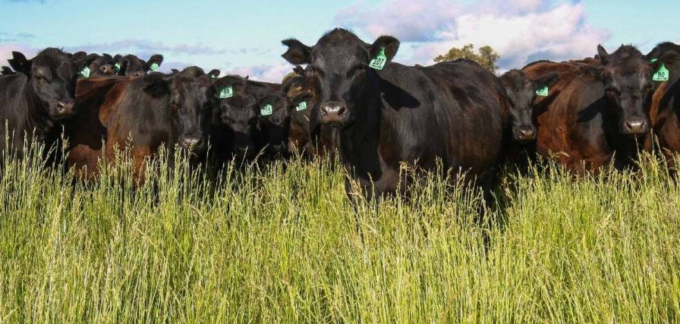 International scientists gather in Dublin to clear the air on meat and dairy science