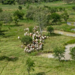 Meat Business Women conference to reconnect the industry