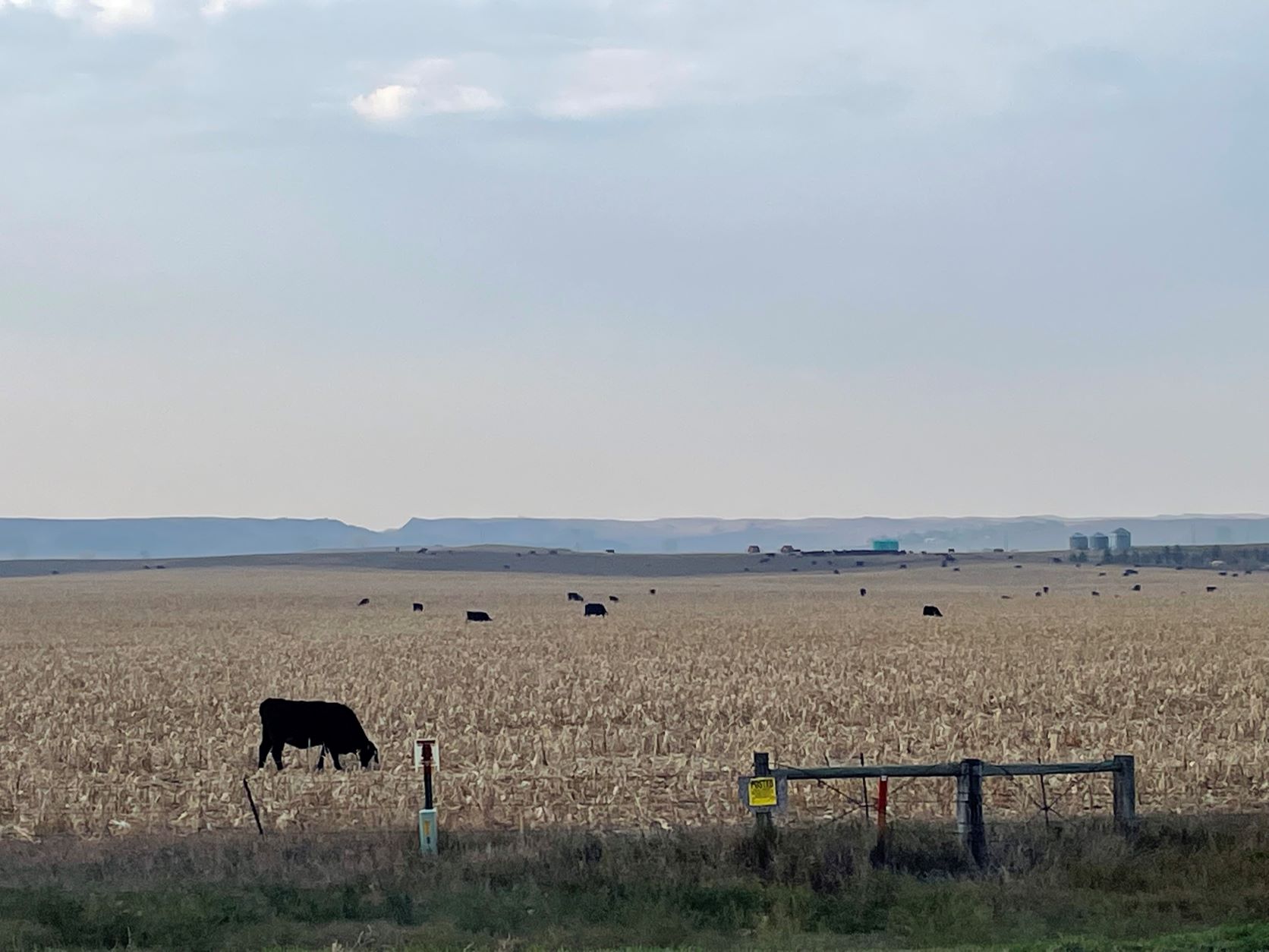 Corn residue can extend the grazing season