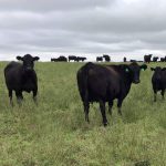 Weaning strategies for preconditioning calves