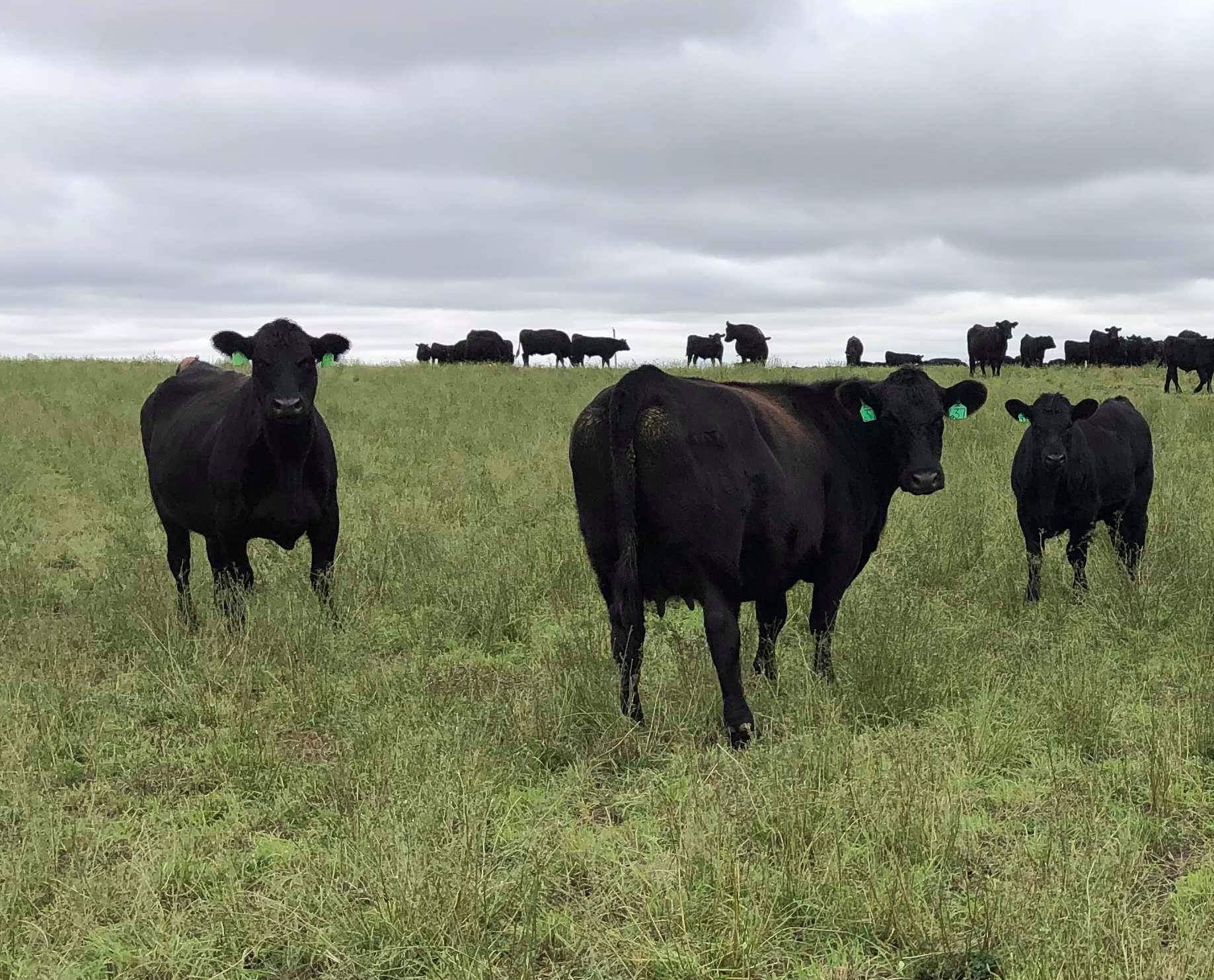 Cattle producers need to consider toxicity issues during fall grazing