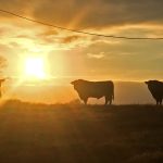 Rain reins in cattle yardings | Prime market update