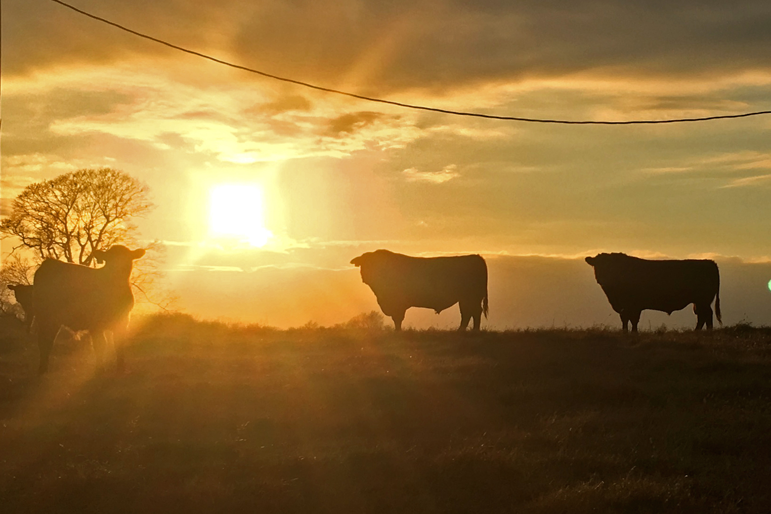 Bull care after the breeding season