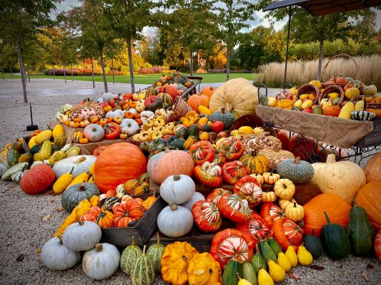 Curious Questions: Is a pumpkin a fruit or a vegetable?