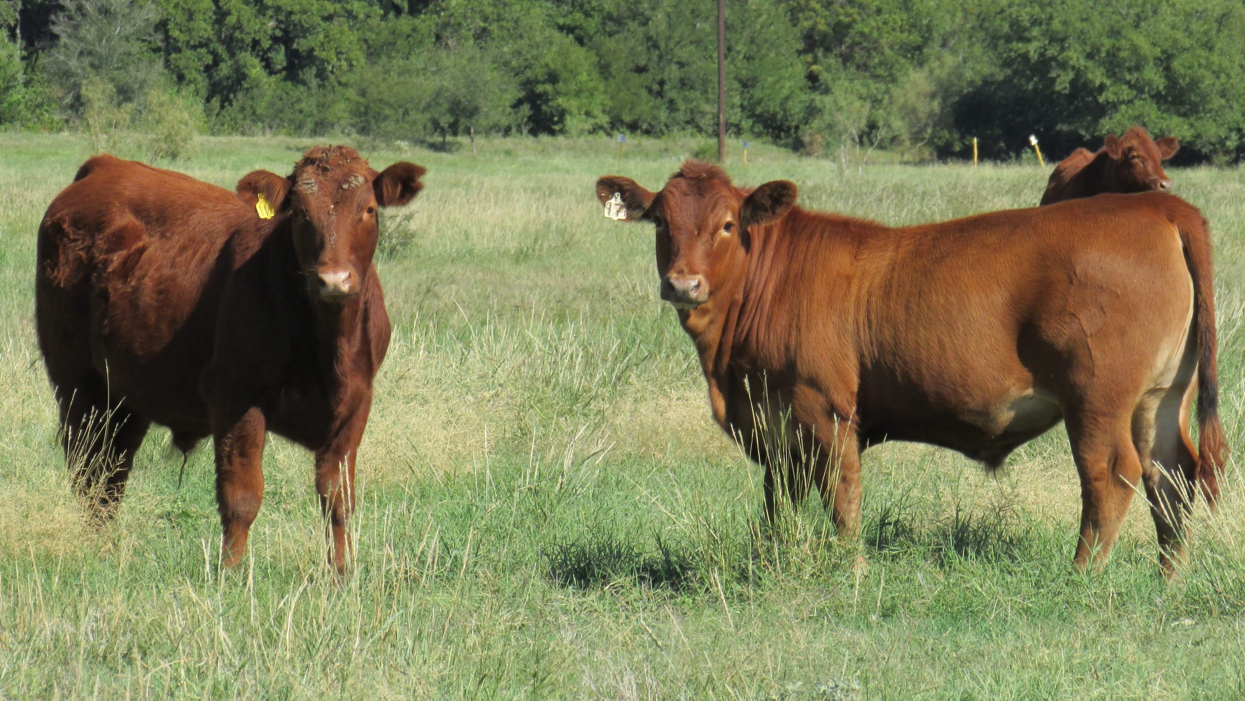 Crossbreeding has its economic advantages