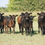 Cattle market update | Beef Magazine