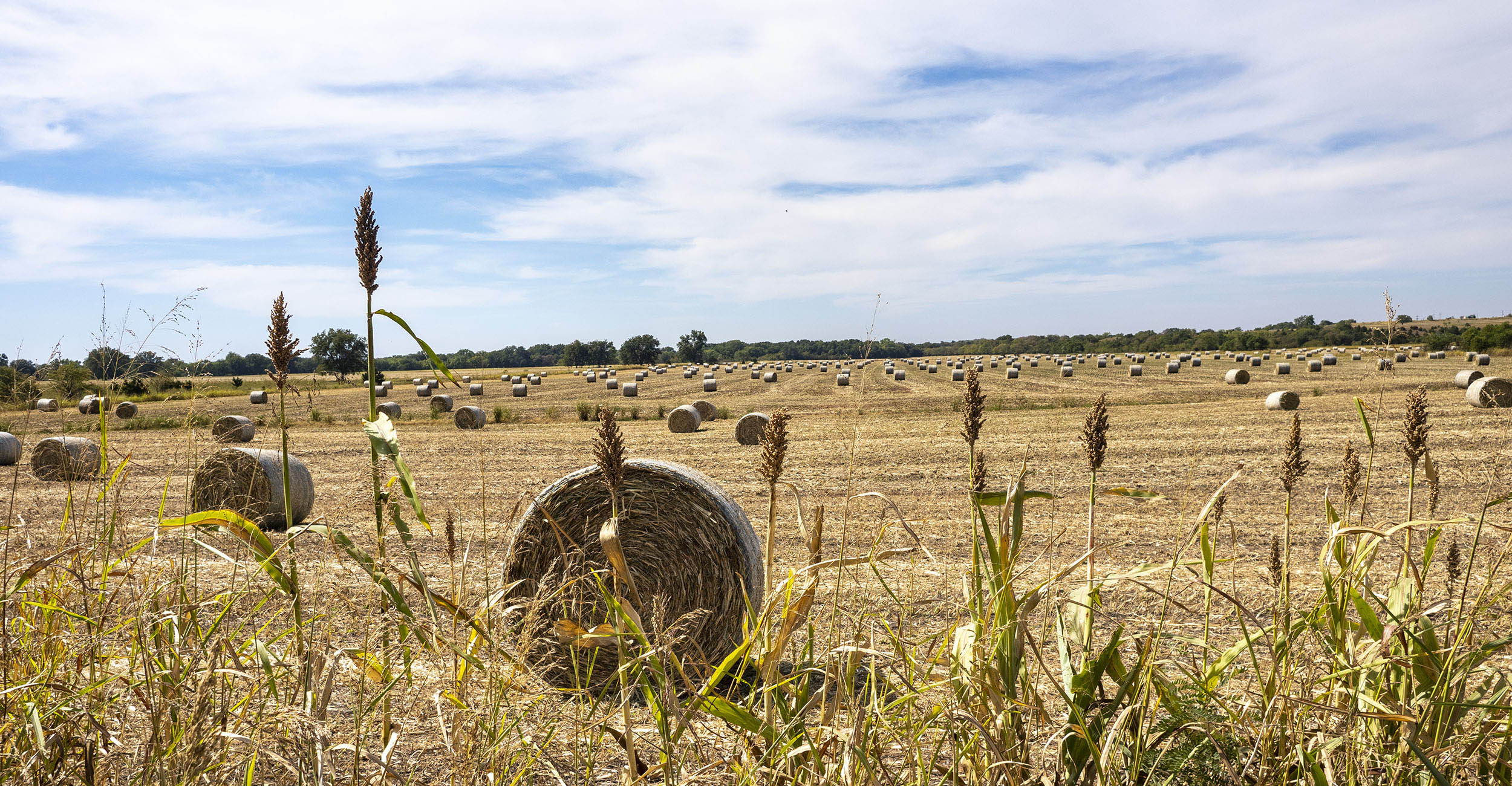 Take care when feeding failed crops