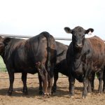 Purina fermentation product supports feed efficiency in feedlot cattle