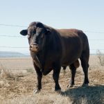 National Institute for Animal Agriculture partners with CDC