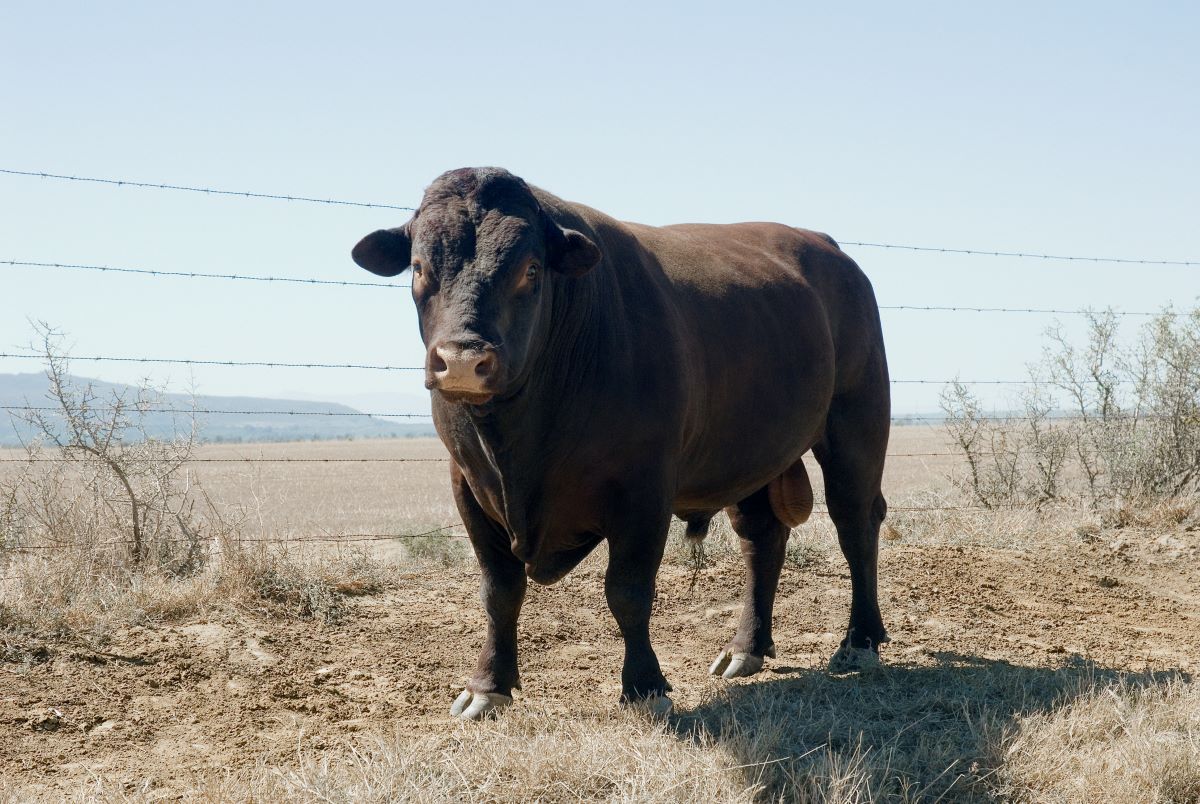 When to cull bulls | Beef Magazine