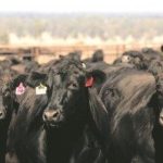 Heifers sell $590 over reserve