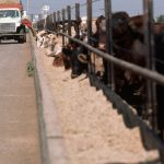 Feedlots, turning the corner? | Beef Magazine