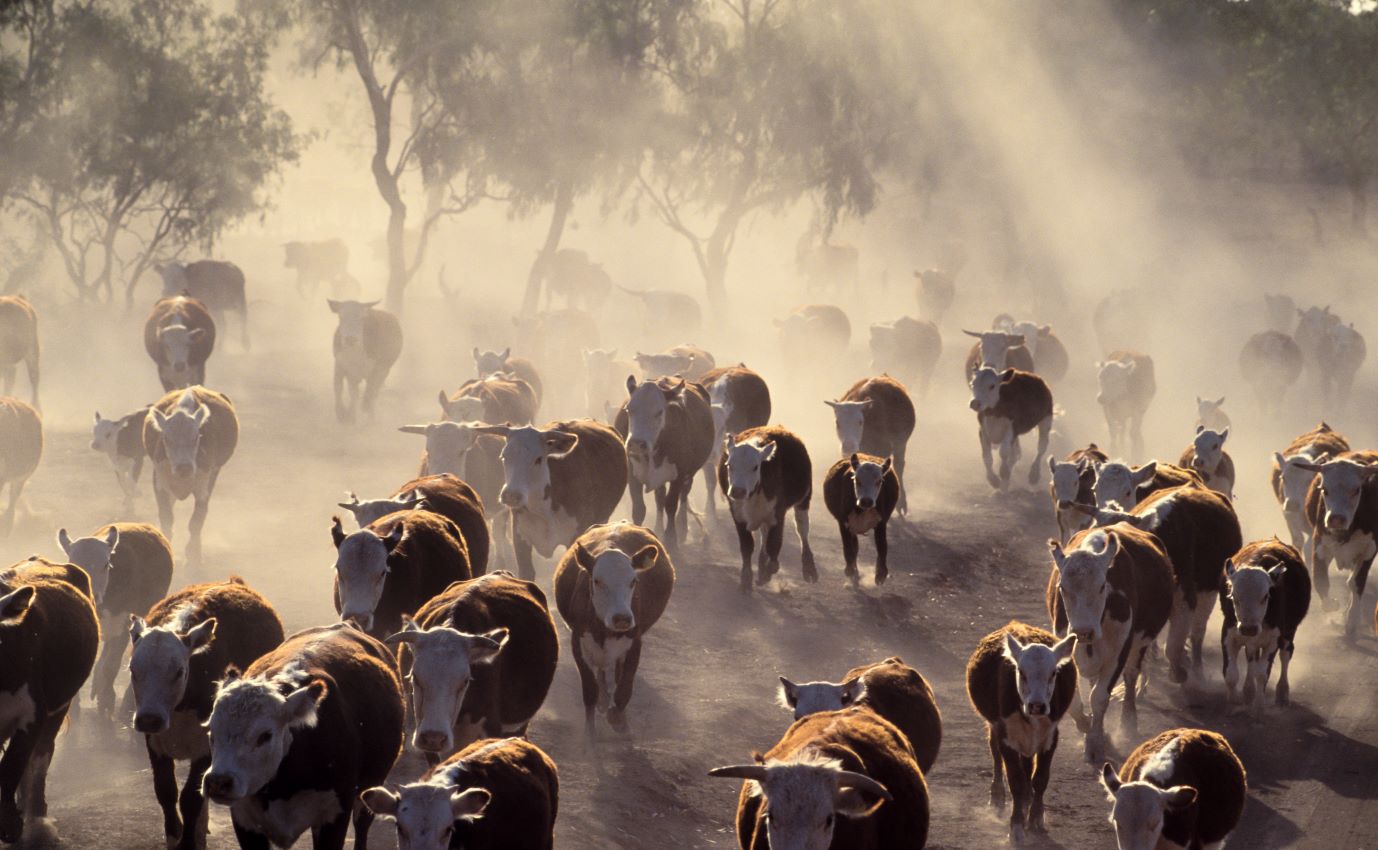 A Snapshot: What is happening in cattle