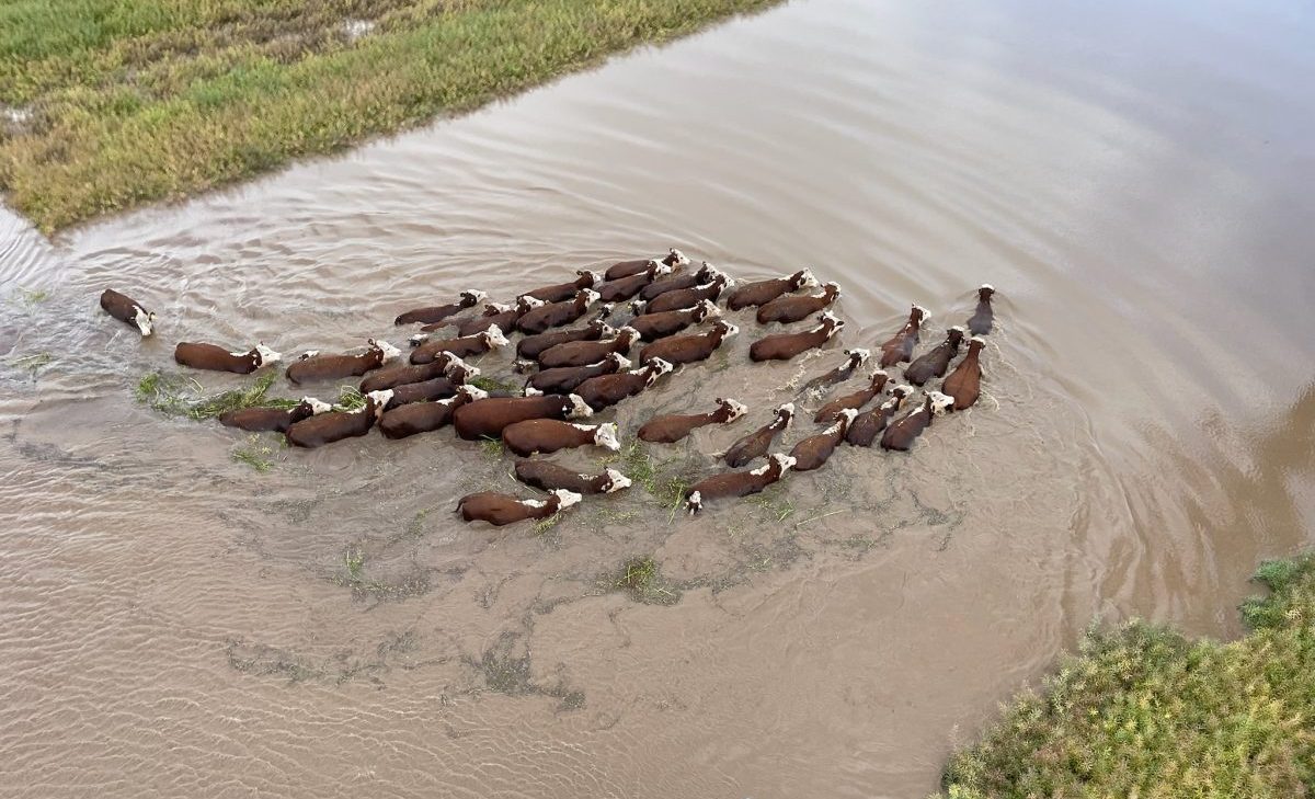 Crops, livestock suffer as impact of deluge spreads