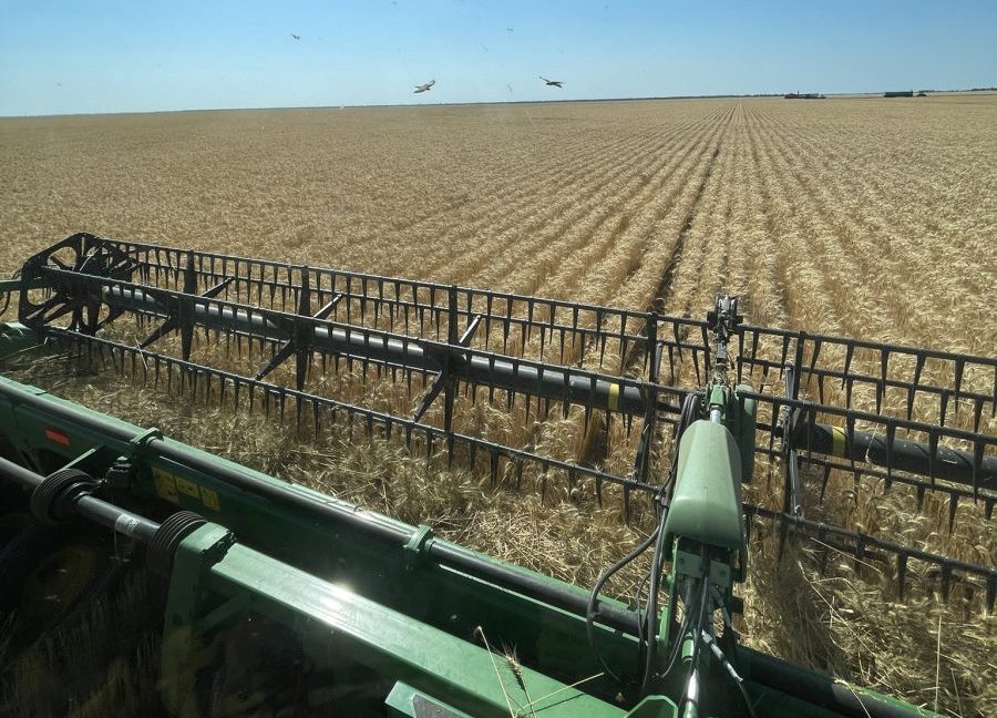 Feedgrain Focus: Big yields, lower proteins feature