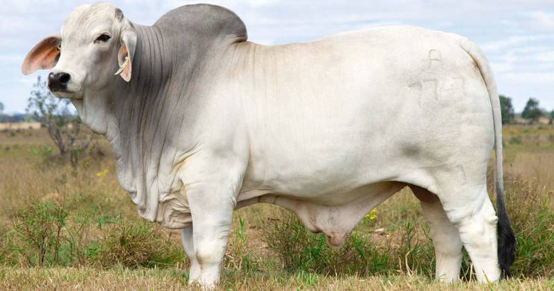 Lancefield Invitational Brahman sale reaches $170,000 top | Queensland Country Life