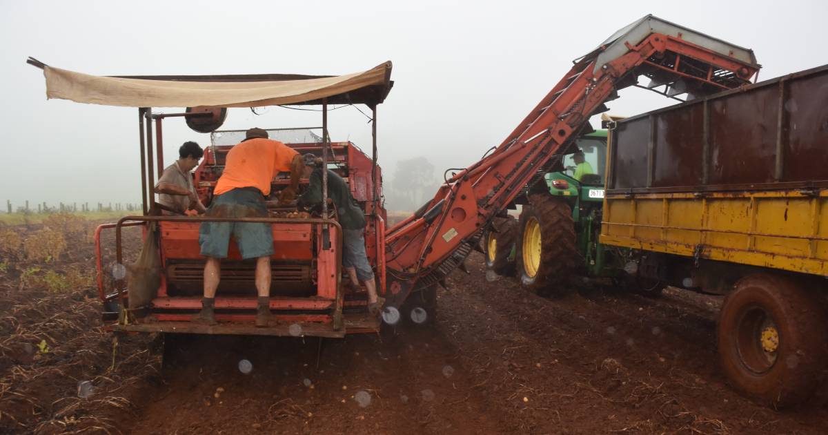 Cheap as chips: Low prices for potatoes force growers out of industry as one factory starts to pay a bit more | The Land